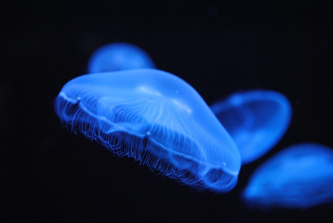 Swarms of Giant Jellyfish Wash Up on UK Beaches: Climate Warning or Summer Hazard?